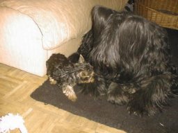 Gizmo &amp; Samson