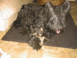 Gizmo &amp; Samson