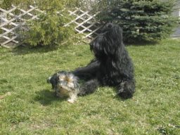 Gizmo &amp; Samson