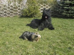 Gizmo &amp; Samson