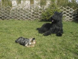 Gizmo &amp; Samson