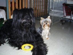 Gizmo &amp; Samson