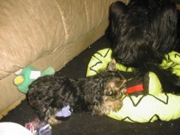 Gizmo &amp; Yazoo