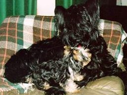 Gizmo &amp; Yazoo