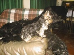 Gizmo &amp; Yazoo