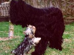 Gizmo &amp; Yazoo
