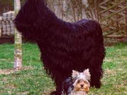 Gizmo &amp; Yazoo
