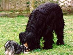 Gizmo &amp; Yazoo