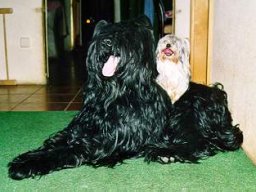 Gizmo &amp; Yazoo