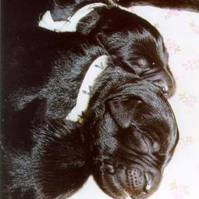 C15 1