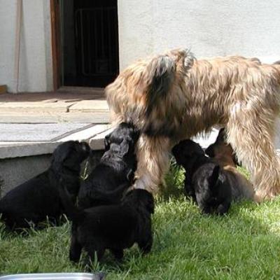 Zabou Pups00241