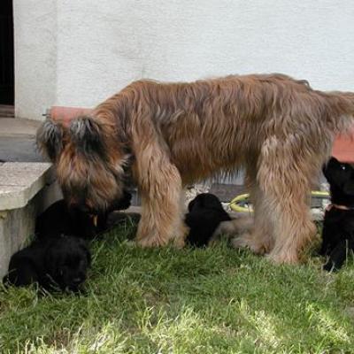 Zabou Pups016