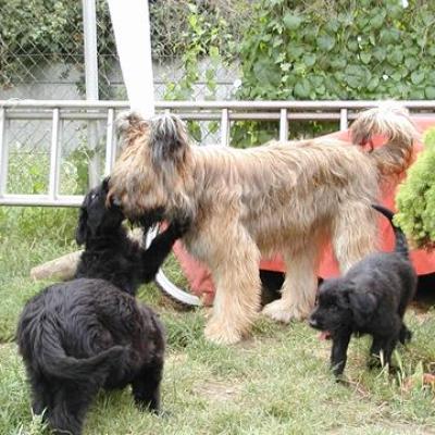 Zabou Pups052