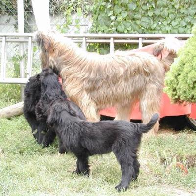 Zabou Pups05351