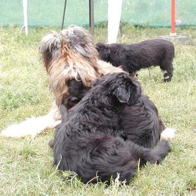 Zabou Pups05570