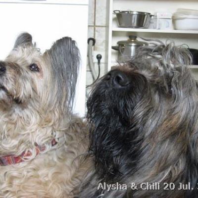 Alysha Chilli 20080720