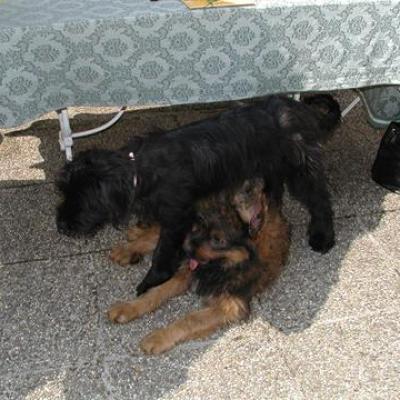 Bisou Bramburi00660