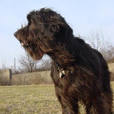 03 Gus 17 03 2003