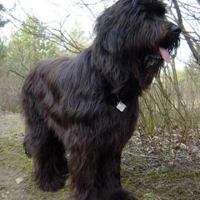 06 Gus 17 03 2003