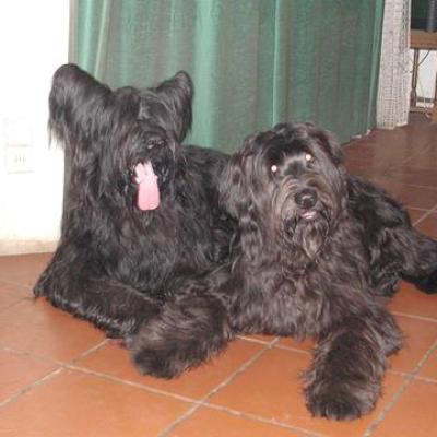 Frizzy Gus03360