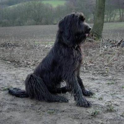 Gus 30112002