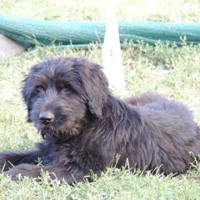 Gus003360