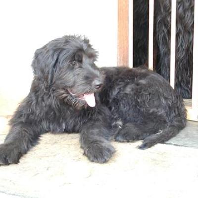Gus029360