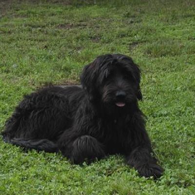 Gus037360