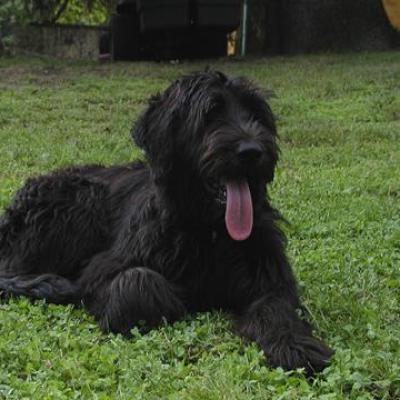 Gus039360