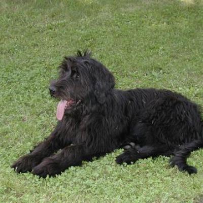 Gus045360