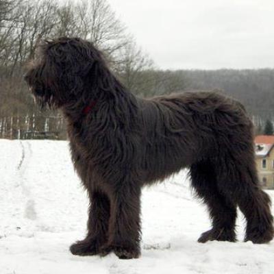 Gus3 251202360