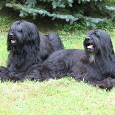 Shadow And Raven 2007