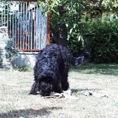 Frizzante061
