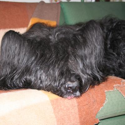 Frizzy5091