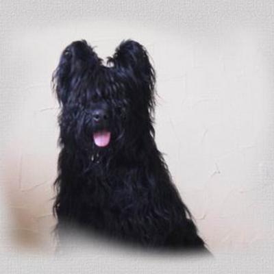 Figaro Miro Noir