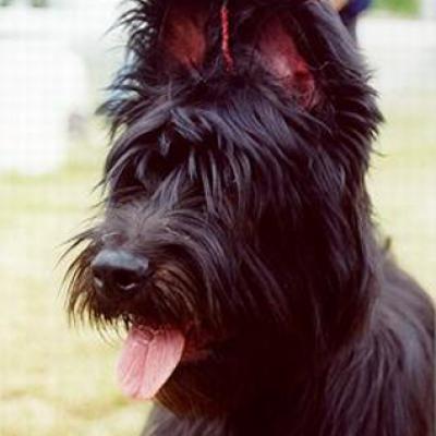 Falco160401 11