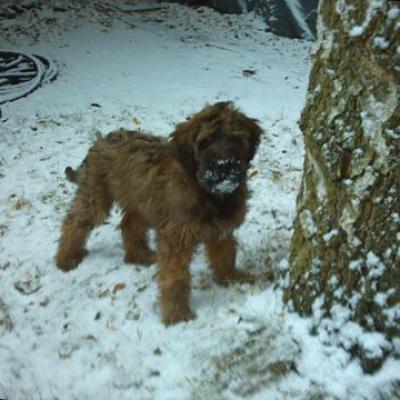 110306 Grisu Und Der Erste Schnee 003