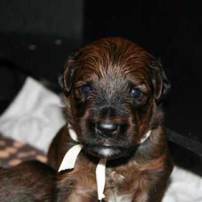 K3 037