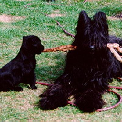 A Wurf1
