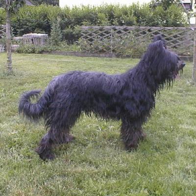 Batida176