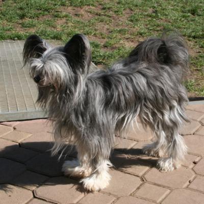 Mojitobaccardi045