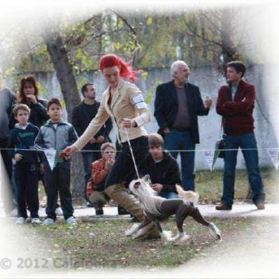 008 Cacib Pleven 27 28 Oct 2012 Cac