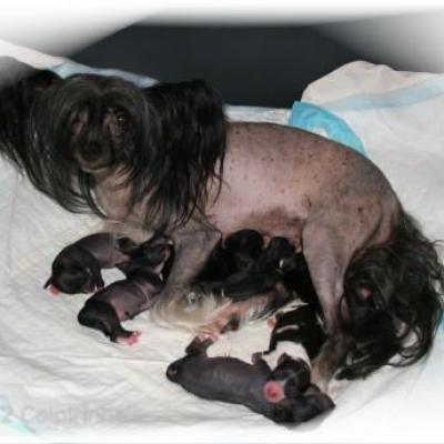01 O Wurf O Litter 8 Feb 2012
