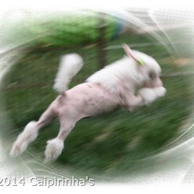 11 21 July 2014 Flying Porsche