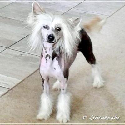 Pagani 2Hot 2Handle