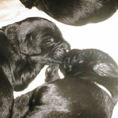 007 E 46 001g